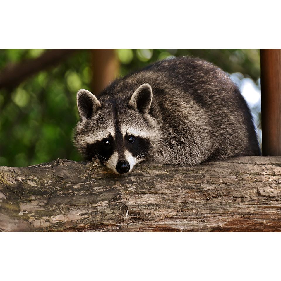 

5D DIY алмазная живопись енот горный хрусталь художественная картина полная алмазная вышивка животное набор крестиков мозаика домашний декор Full Round 20x30CM