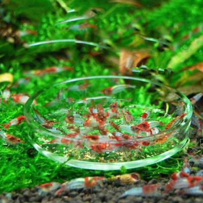 Yousheng Crystal Red Cherry Krewetki Okrągłe Szkło Karmienie Akwarium Akwarium Dish Feeder
