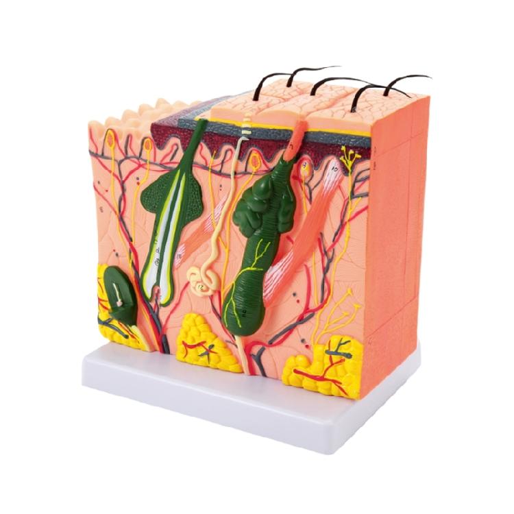Skin Anatomical Model 35/50/70/85X Enlarged Skin