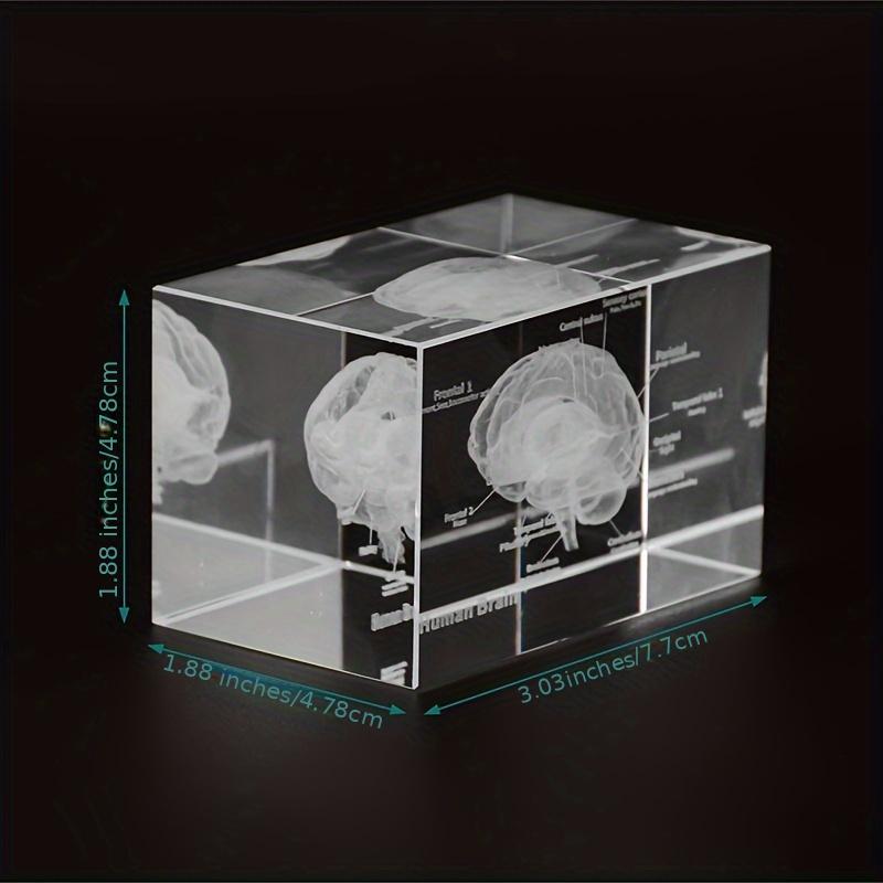 

3D Crystal Human Brain Anatomy Model Laser Engraved Neurology Teaching Tool Scientific Gift for Doctors Anatomical Details Decor