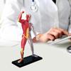 Menschliches Muskelanatomie-Modell Transparenter Körper Medizinisches Modell Skelett Medizinisches Lehrmittel für Medizinstudium Lehre