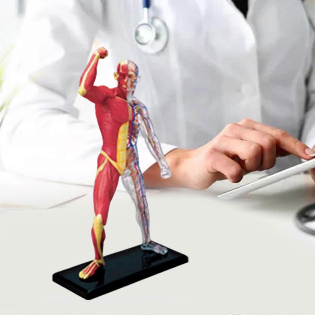 Menschliches Muskelanatomie-Modell Transparenter Körper Medizinisches Modell Skelett Medizinisches Lehrmittel für Medizinstudium Lehre