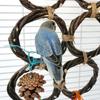 Papageienringe, Vogel-Apfelzweige, Handgeflochtene Ringe, Vogel-Schaukelspielzeug, Nagmaterial für Haustier-Papageienkäfige