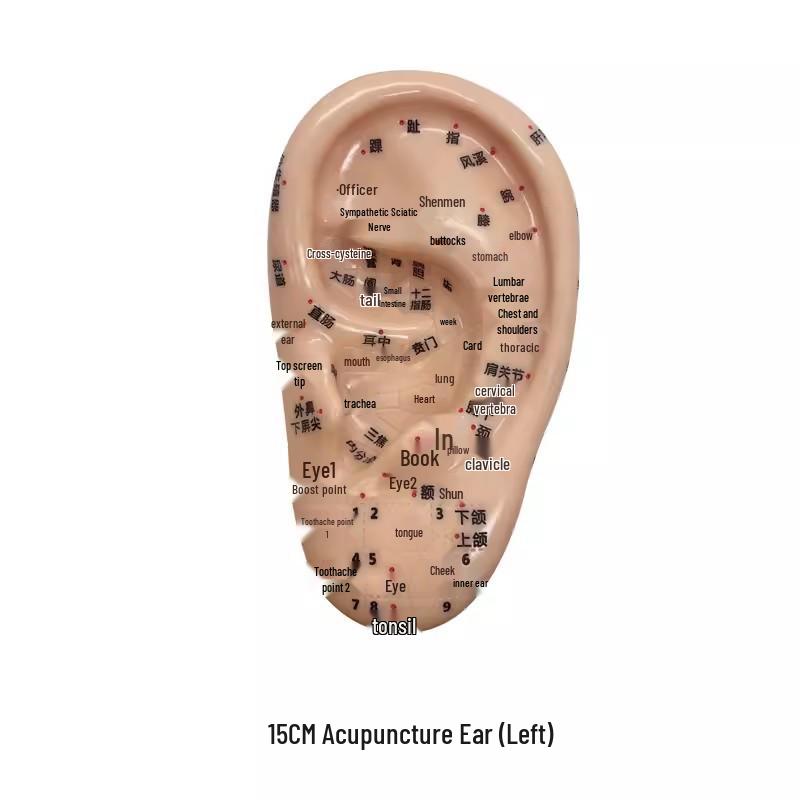 Clear Auricular Acupuncture Ear Model, 15cm - Ear Point Physiotherapy Tool