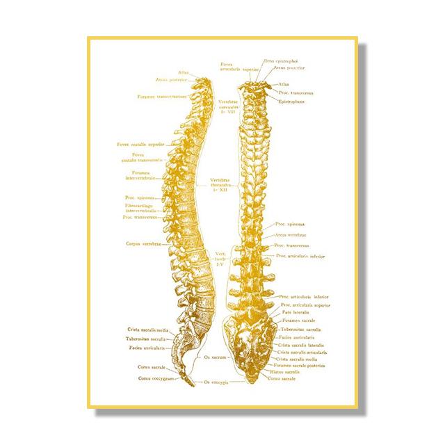 Human Organ Bone Tissue Structure Poster Golden Nordic Retro Style Canvas Painting Living Room Wall Art Prints Modern Home Decor No Frame