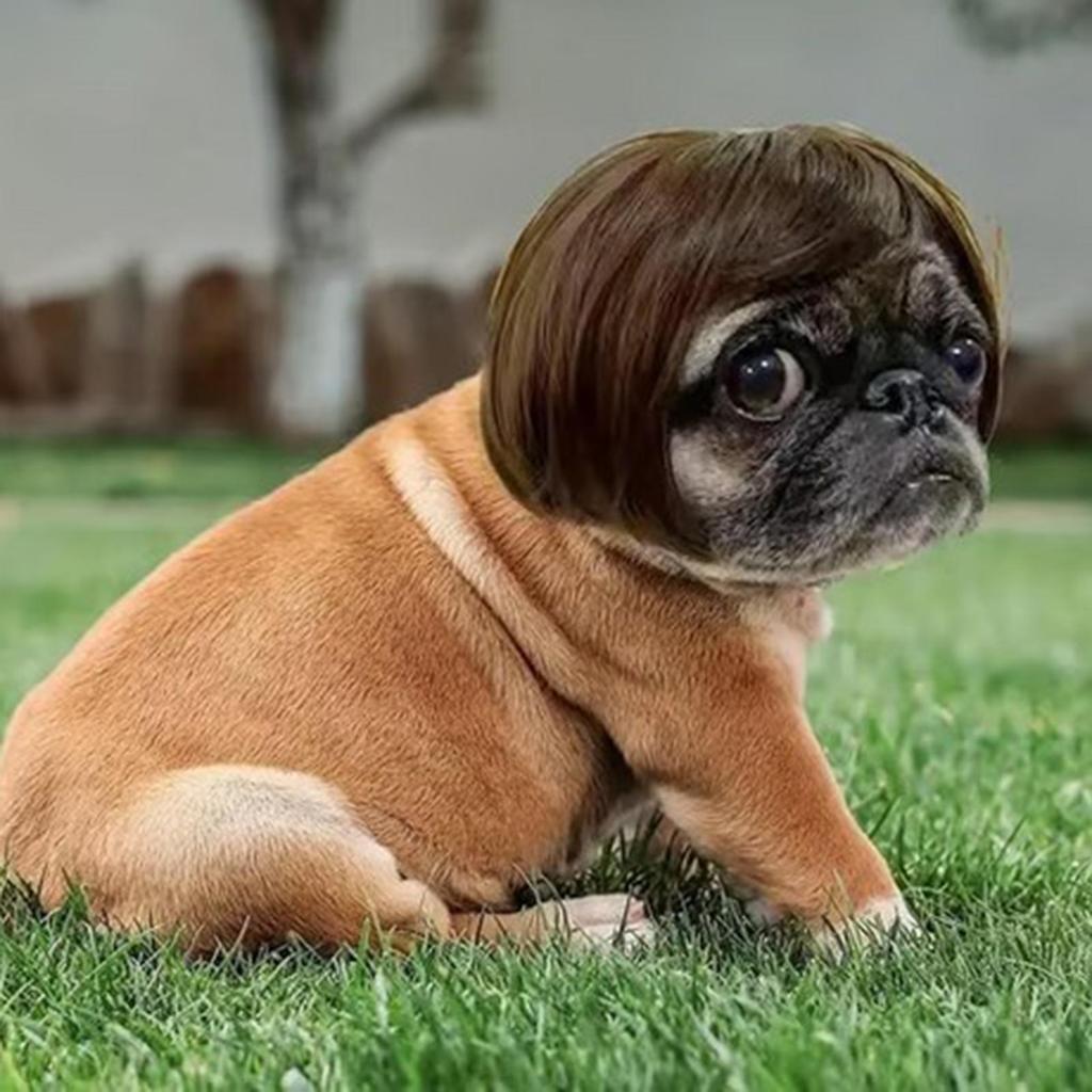 Pet Wig Dog Wig Funny Pet Wig Halloween Pet Accessories Curly Hair Straight Hair Cat Wig It Can Be DIY Trimmed Pet Supplies
