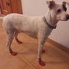 Waterproof Dog Socks For Medium Dogs Pet Dog Socks Pet Outdoor Shoes Non-slip