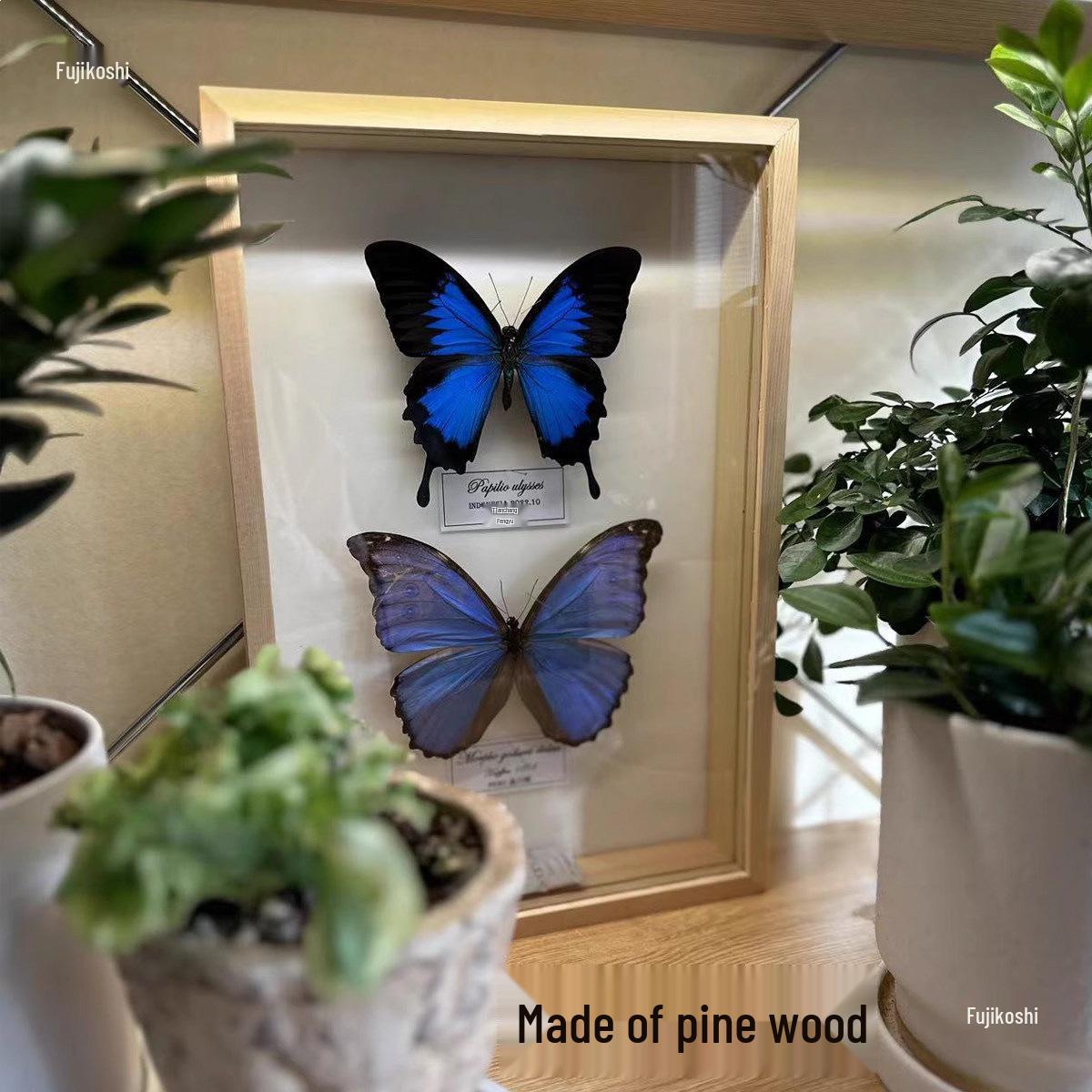 Pine Wood Insect & Butterfly Display Box - DIY Handmade Storage Box with Glass Cover 15x15x6cm Pine Solid Wood