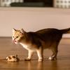 GiGwi Electric Rolling Mouse Cat Toy