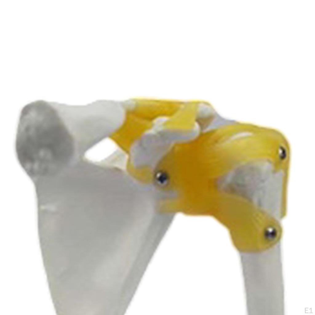 Model lidského kloubu pro vzdělávací účely, Lékařská zobrazovací pomůcka, Věda o kosterní struktuře