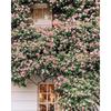 CHENISTORY Diy Painting By Numbers Craft Kits For Adults flower Picture With Numbers Drawing Oil Canvas Painting Home Decor Gift