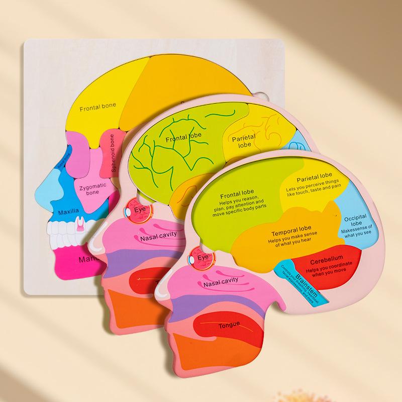 Early Childhood Educational Wooden Puzzle: Multi-layer Body, Brain & Organ Development Toy
