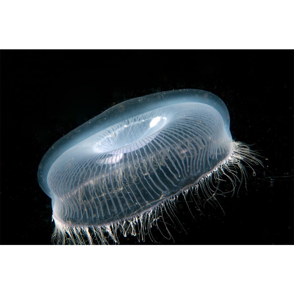 Pictură cu diamant 5D DIY, animale, meduze, cu strasuri, imagine artistică, kit cu punct de cruce, broderie cu diamante, mozaic, cadou, decor