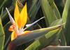 SAFLAX Strelitzia gialla Mandela's Gold - 4 semi - Strelitzia reginae gialla