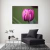 Canvas Print, Purple Tulip Flower