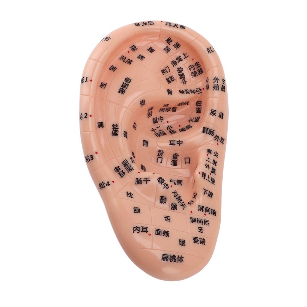 17cm Acupuncture Points Ear Massage Model Ear Zone Massage Model for Teaching Reflexology with