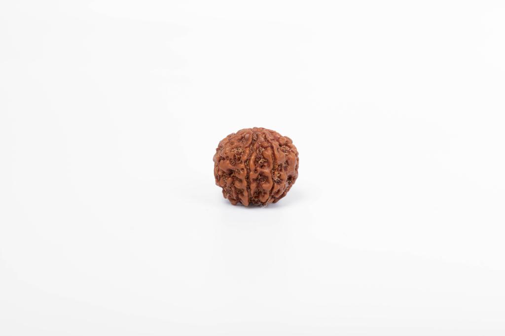 Natürliche 7 Mukhi Rudraksha-Perle – Nepali-Ursprung | Natürliche Perle für Glück & spirituelles Wachstum | Bio & Laborzertifiziert