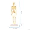 Body Anatomy Model with Looking Bones And Movement for , Children Education