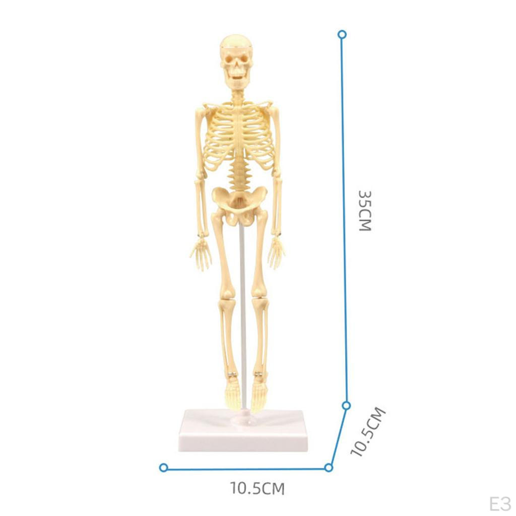 Body Anatomy Model with Looking Bones And Movement for , Children Education