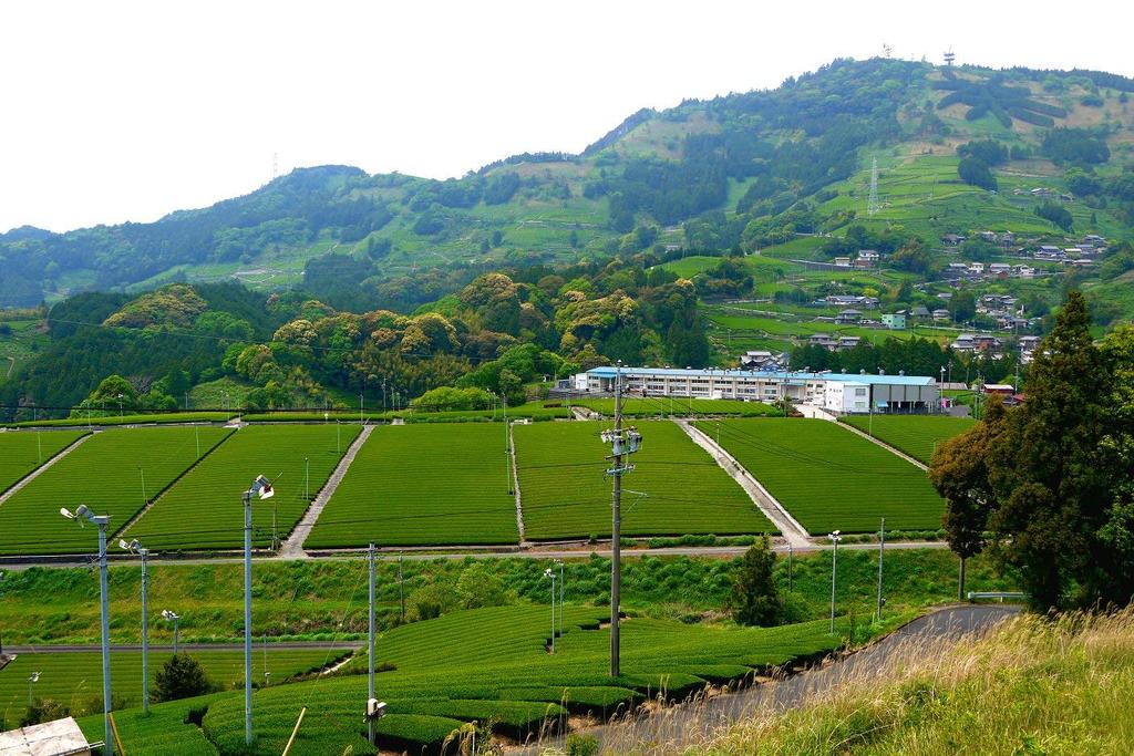 Akahori Shoten Everyday Use Powdered Green Tea 80g X 4 Bags