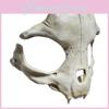 Striking White Beast Bone Mask Designed For Halloween And Festive Character Dress-up