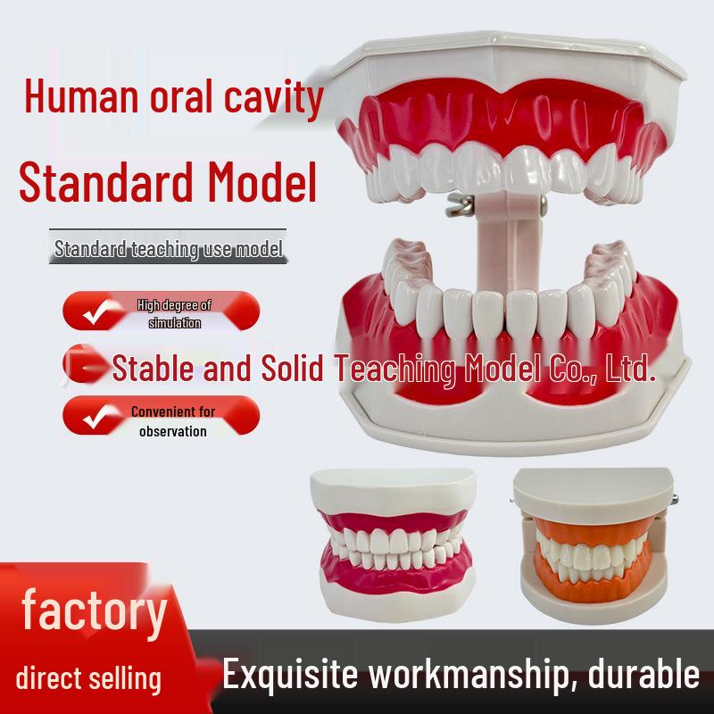 Large Kindergarten Oral Health Toothbrushing Model for Early Education