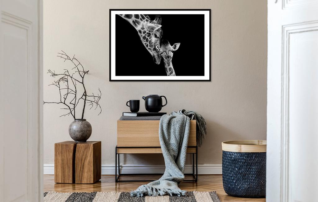 Obraz plakat w ramie 33x43 cm żyrafy p2256