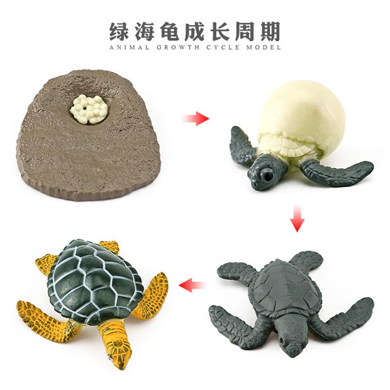 Life Cycle Board Montessori Kit Biology Science Education Toys For Kids Sensory Tray Animal Figure Life Cycle Sorting Wooden Toy