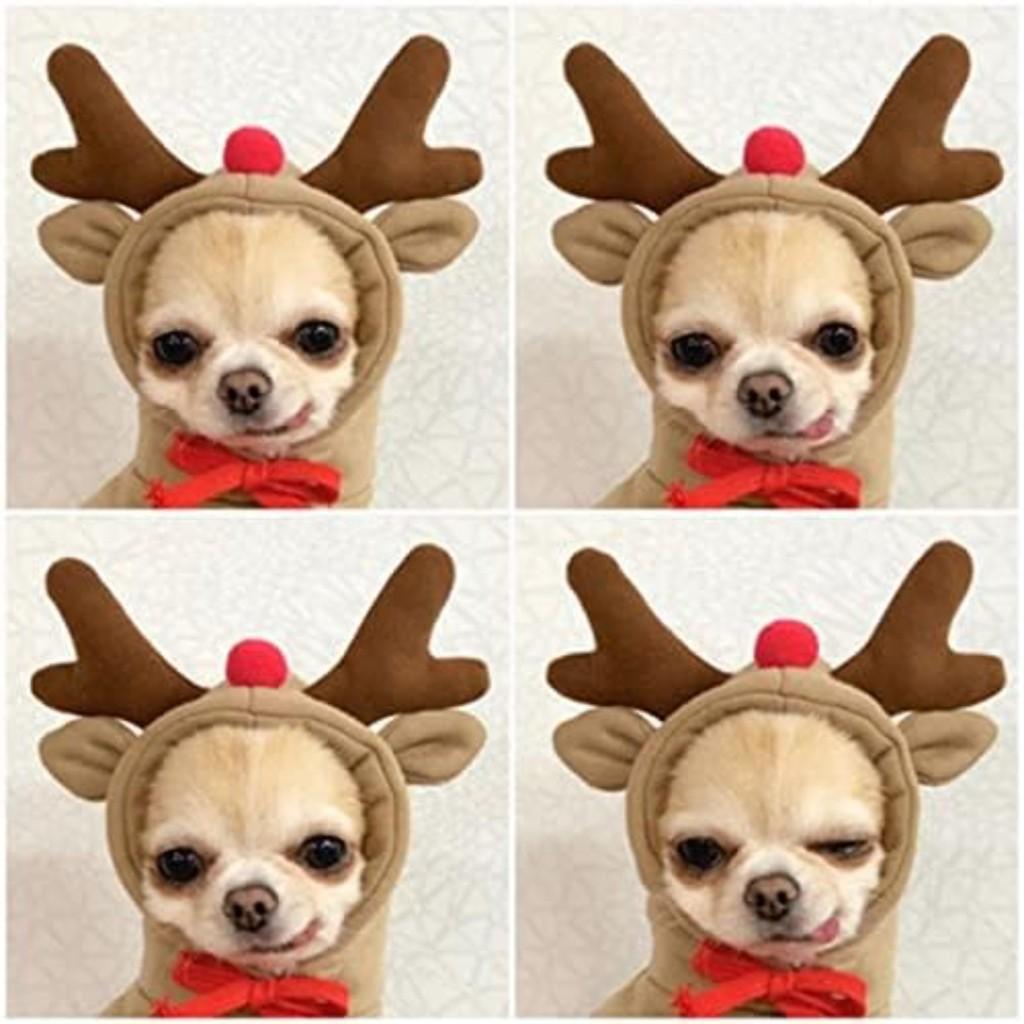 Winter pet warmer, hooded fruit pattern velvet dog jacket