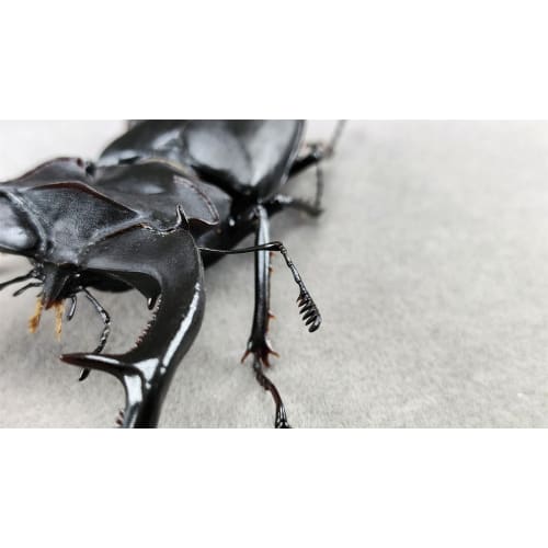 BACALYSO | Nirvana European Stag Beetle Figure, Coleoptera, Lucanidae, Genus Lucanidae, Refrigerator Ornament, Magnetic, Realistic, Adult, Illustrated