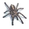 Pegatina de Coche Escorpión Lagarto Araña 3D Decoración de Calcomanía para Ventana de Vehículo Espejo Parachoques