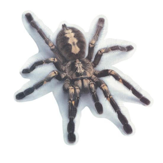 Pegatina de Coche Escorpión Lagarto Araña 3D Decoración de Calcomanía para Ventana de Vehículo Espejo Parachoques