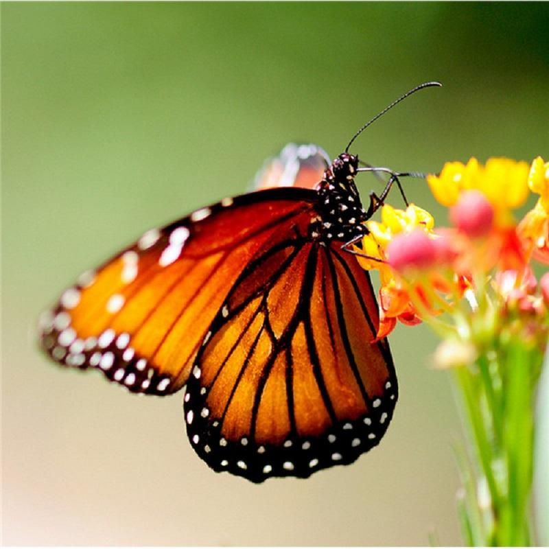 New Arrivals Diamond Painting Full Round Butterfly Cross Stitch Diamond Embroidery Animals Wall Decor Hobby Gift