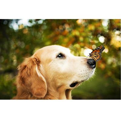 Diamond Painting Dog and Butterfly Embroidery Handicrafts DIY Diamond Embroidery Diamond Wall Arts