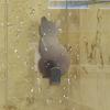 2Pcs Strong Metal Cat Towel Adhesive Hanger  Sticker  Bathroom Door