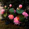 Waterproof LED Solar Lotus Garden Lamp - Outdoor Decorative Landscape Light with Ground Stake