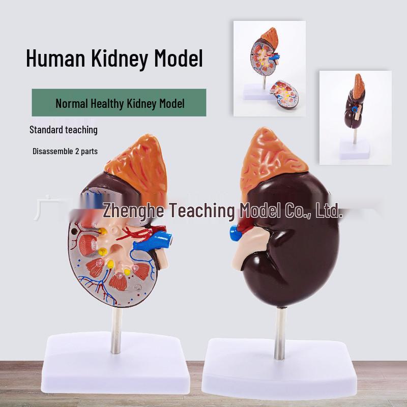 Healthy Kidney Model: Anatomical Human Organ with Adrenal Gland, Natural Size Natural Size