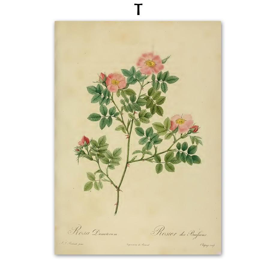

Antique Plants Rose Flower Illustrations Vintage Posters And Prints Pictures Home Room Cafe Bar Kitchen Art Wall Decor Painting 13X18 cm No Framed