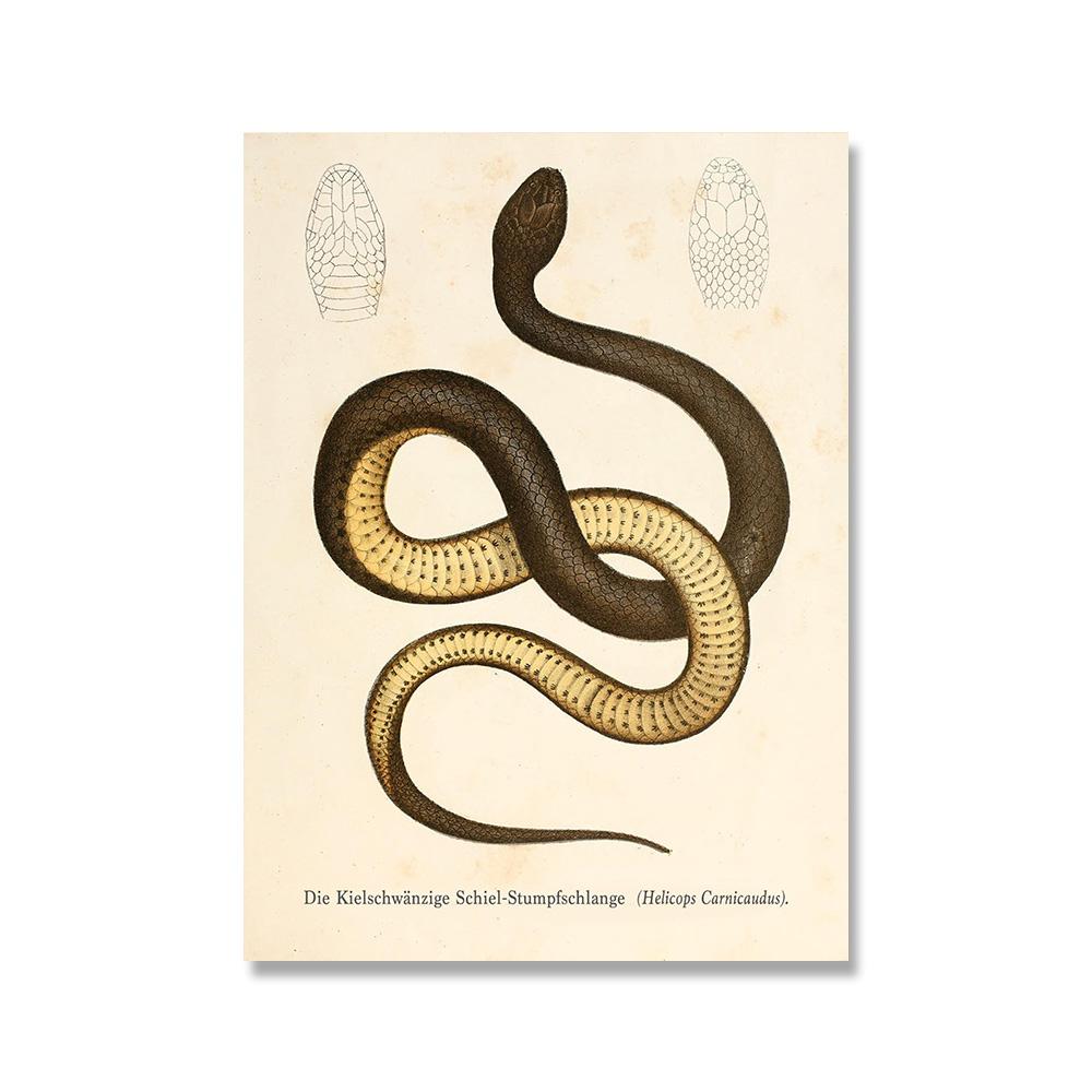 

Змеиные принты Винтажная рептилия Искусство Живопись Галерея Настенная печать Современный абстрактный постер Домашнее искусство Декор стен 21x30cm No Framed