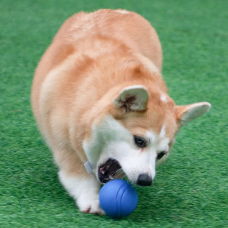 

PH Dog Pet Puppy Play Elastic Ball 9052 L Red