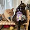 Fishscale Pattern Pets Swimsuits Sexy Dog Beach Skirt Pet Supplies Kitten Skirts  for Puppy Cat