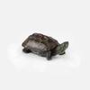 Golden Line Chinese Grass Turtle - Easy-to-Raise Omnivorous Pet for Outdoor Ponds
