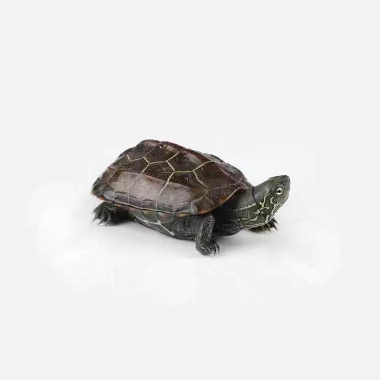 Golden Line Chinese Grass Turtle - Easy-to-Raise Omnivorous Pet for Outdoor Ponds