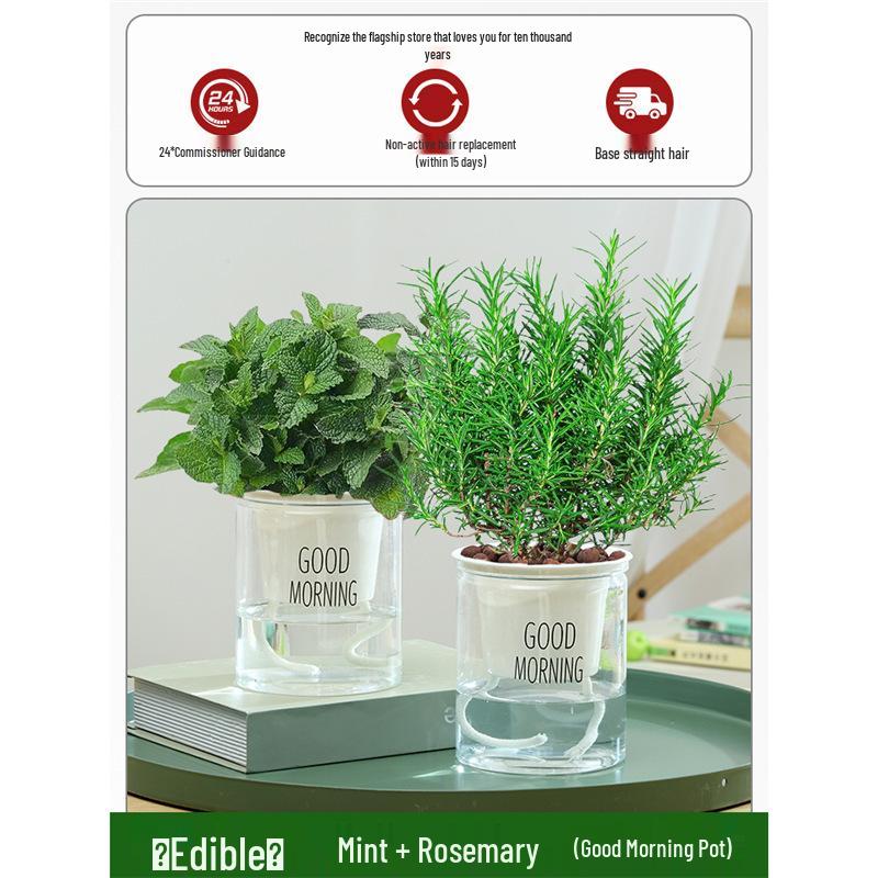 Potted Rosemary and Mint Seedlings: Edible, Mosquito-Repellent Herbs for Indoor Use