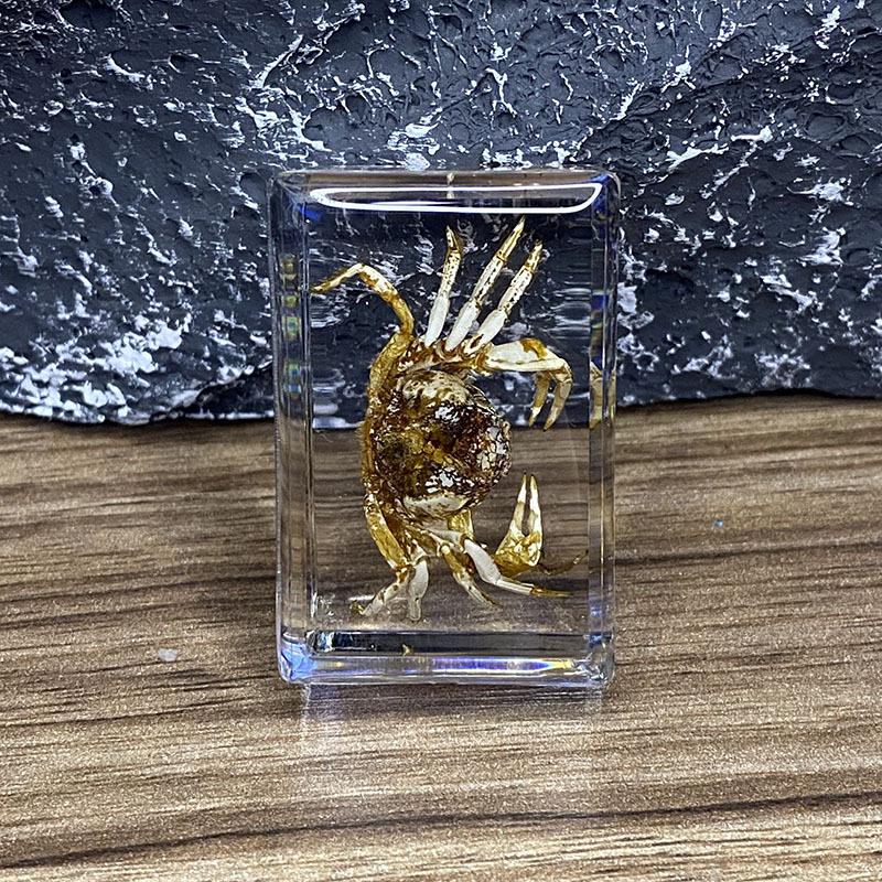 Okazy Owadów: Prawdziwy Pająk, Skorpion, Osa Błotna w Przezroczystej Żywicy do Nauczania i Dekoracji