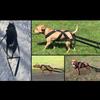 Imbracature per slitta da cane Pet Strong Training Sledge Supplies Imbracatura da slitta per cane da allenamento