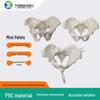 Portable Mini Pelvis Model: Human Sacrum, Hip, and Pelvic Bone Anatomy for Rehabilitation and Teaching
