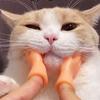 Pet Interactive Funny Gesture Toy Mini Multi Style Cat Teasing Plastic Prank Finger Human Fake Gloves Pet Toy Supplies
