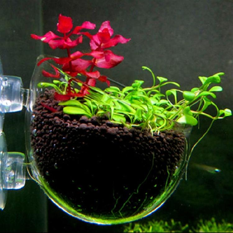 Clear Glass Plant Cups with Suction Cups Aquariums Landscaping