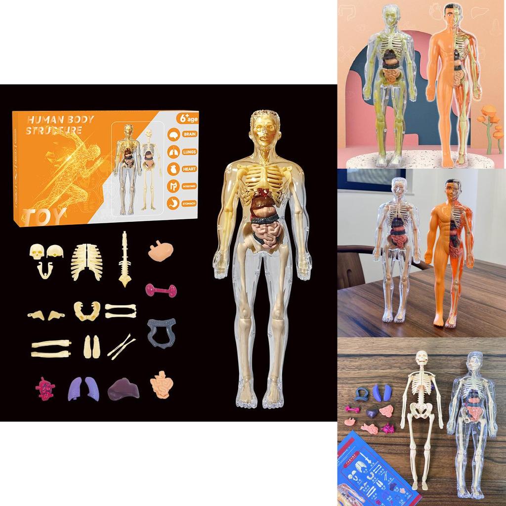 Fesselndes pädagogisches Skelettmodell-Bauspielzeug für Kinder zum kognitiven Lernen in leuchtenden Farben mit detaillierter Anleitung